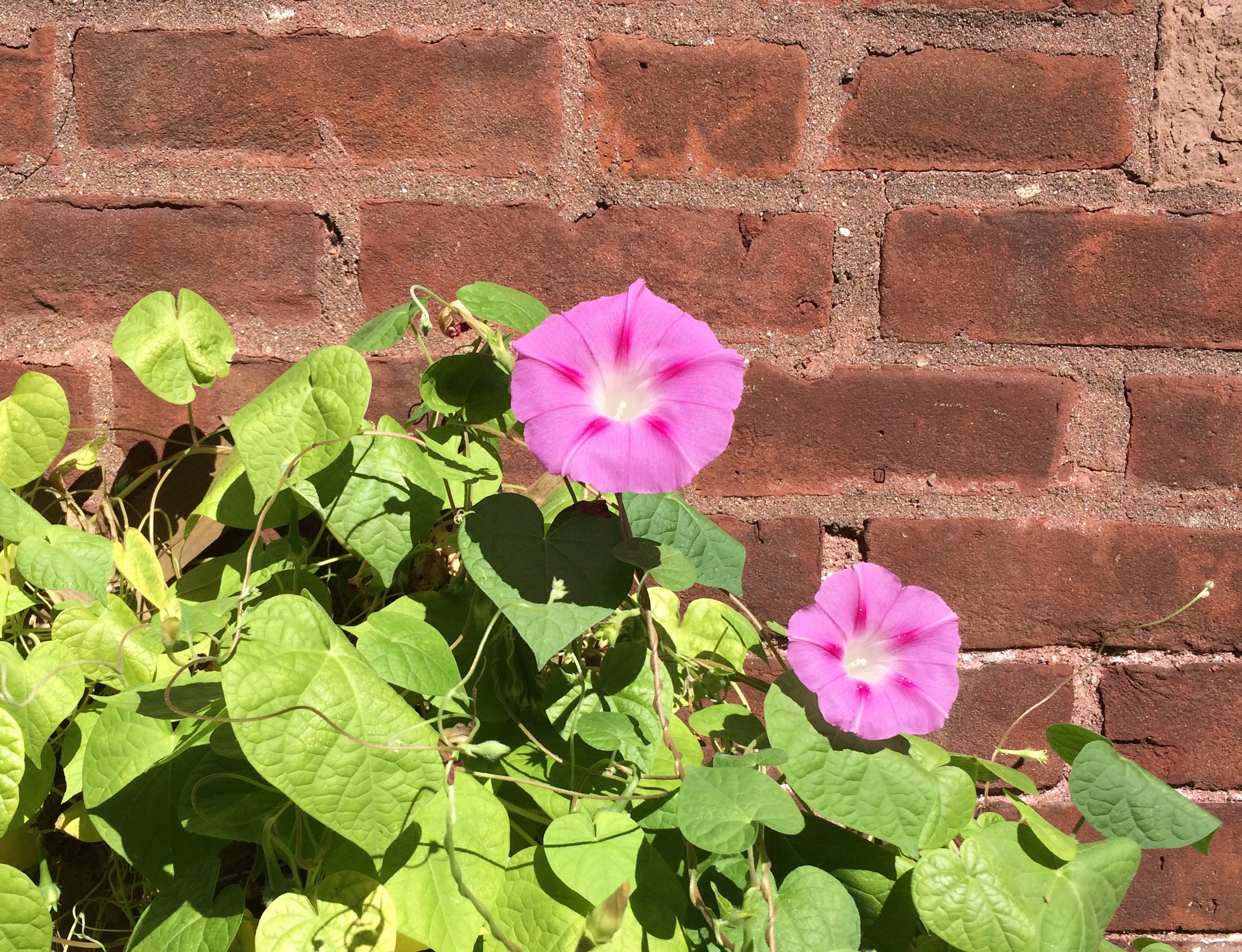 morningglory