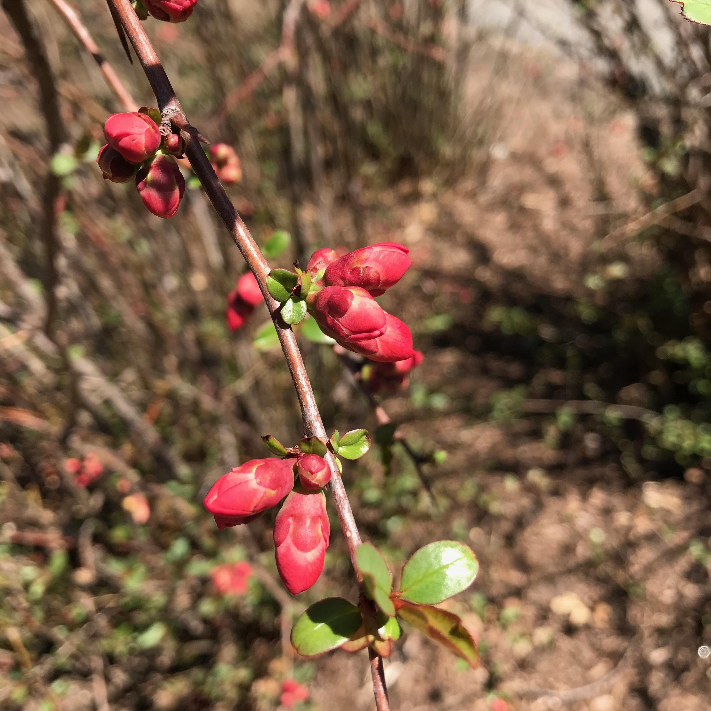 Red flower buds