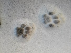paw-prints-583794_960_720