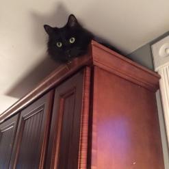 12642592_10207326550774759_7399527752247732543_n