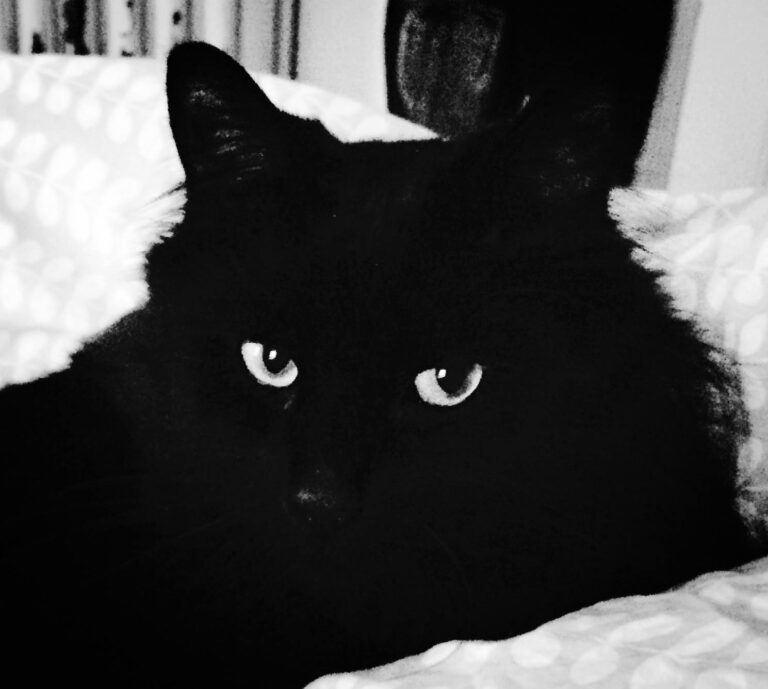 Story Ideas from a Cat