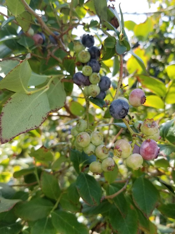 Blueberries on the bush