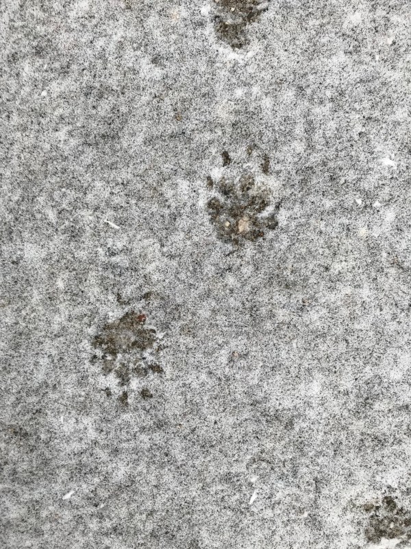 skunk prints in freshly fallen snow