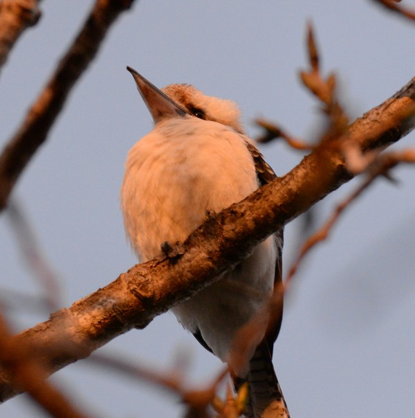 Kookaburra sitting on branch in Sydney, Australia